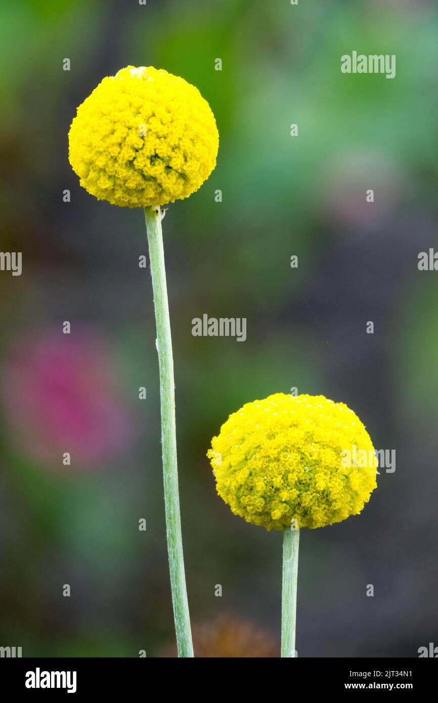Craspedia globosa Drumsticks Billy Buttons Blume, zwei gelbe Kugeln auf Stielen, Blumenportrait Pycnosorus globosus Stockfoto