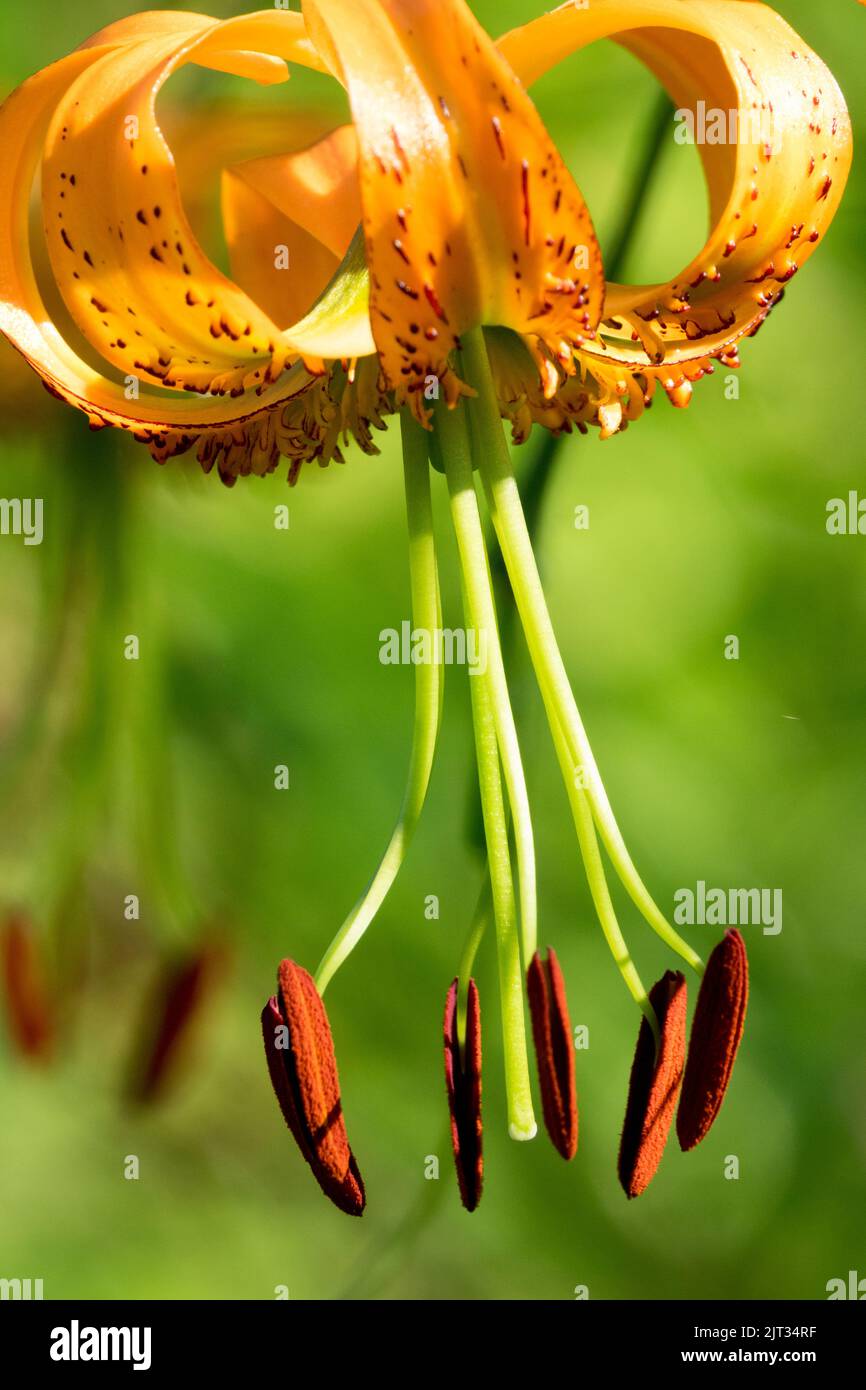 Lilium henryi Blume, Strophen, Orangenblüte, Porträt Stockfoto