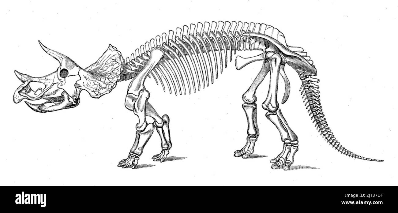 Triceratops prorsus alt. Stockfoto