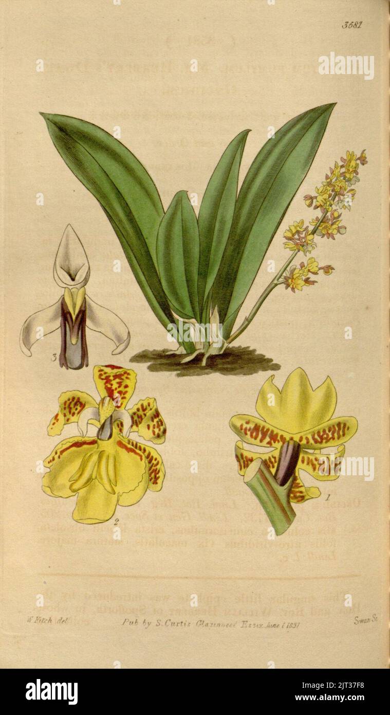 Trichocentrum pumilum (AS Oncidium pumilum) - Curtis' 64 (N.S. 11) pl. 3581 (1837). Stockfoto