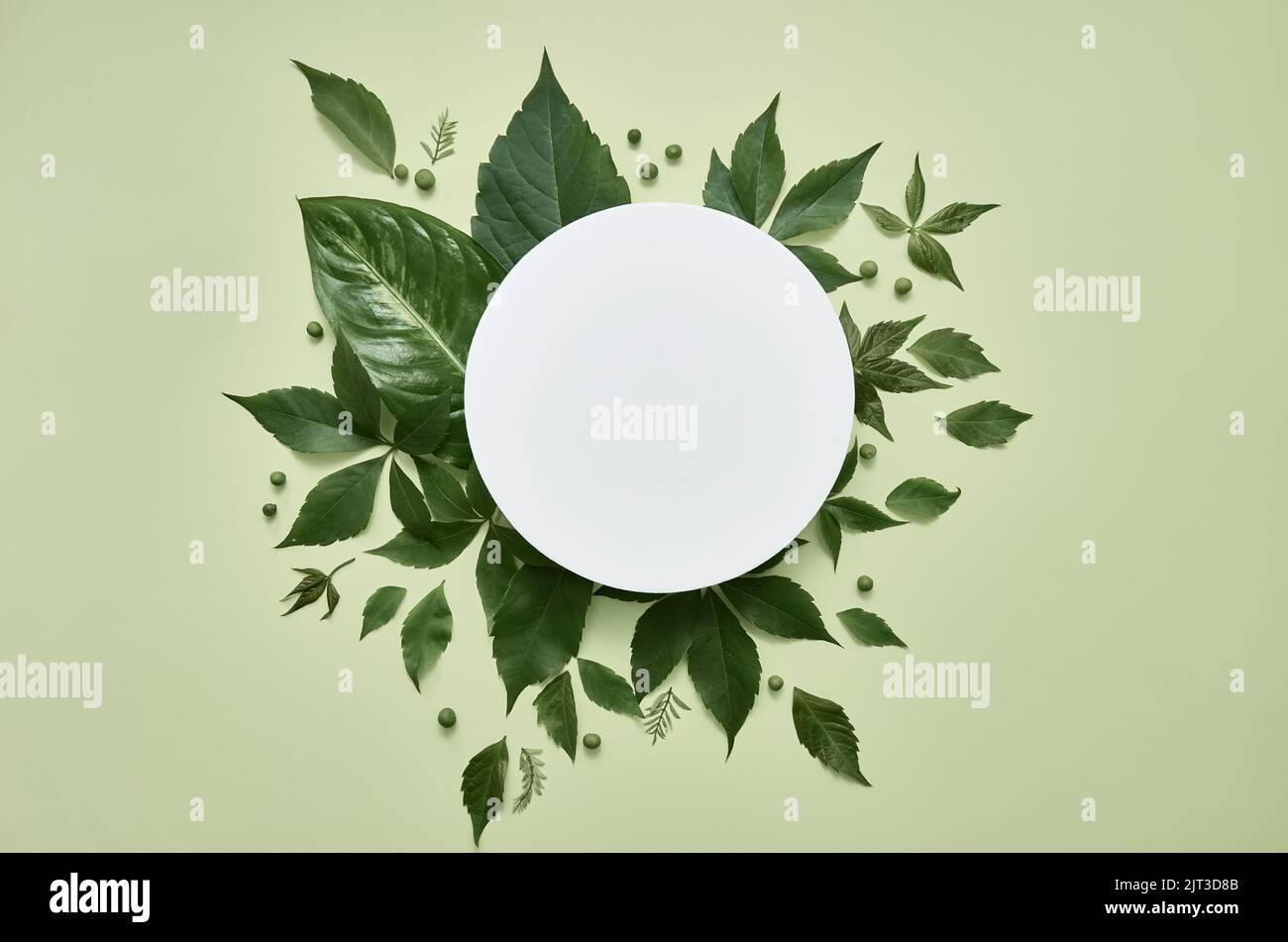 Weißes rundes Modell für kosmetische Werbung mit grünem Blattrahmen, flach. Stockfoto