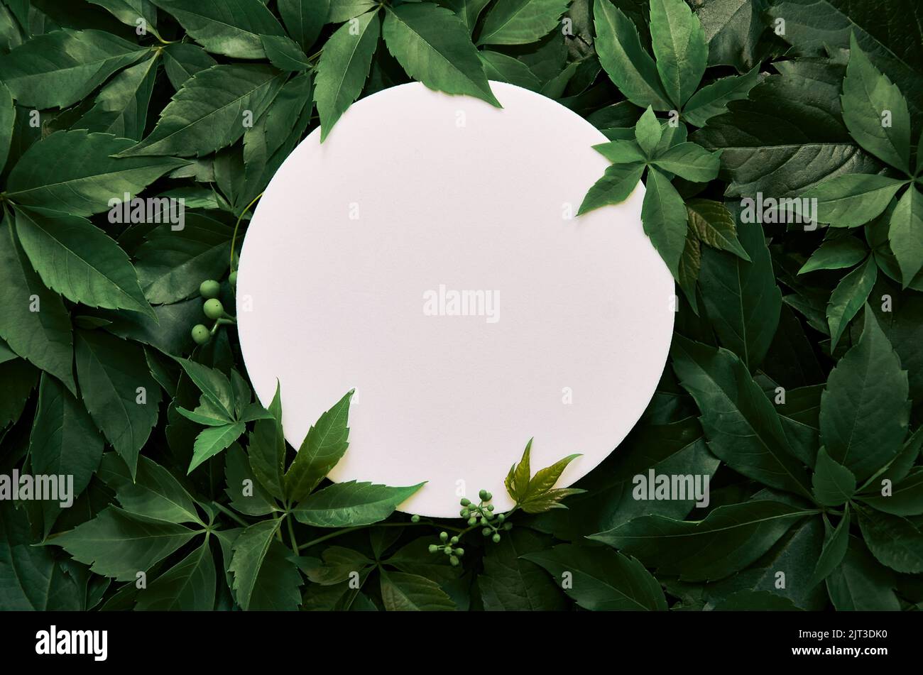 Weiße runde Schablone für Naturkosmetikwerbung auf grünem Blatthintergrund. Stockfoto