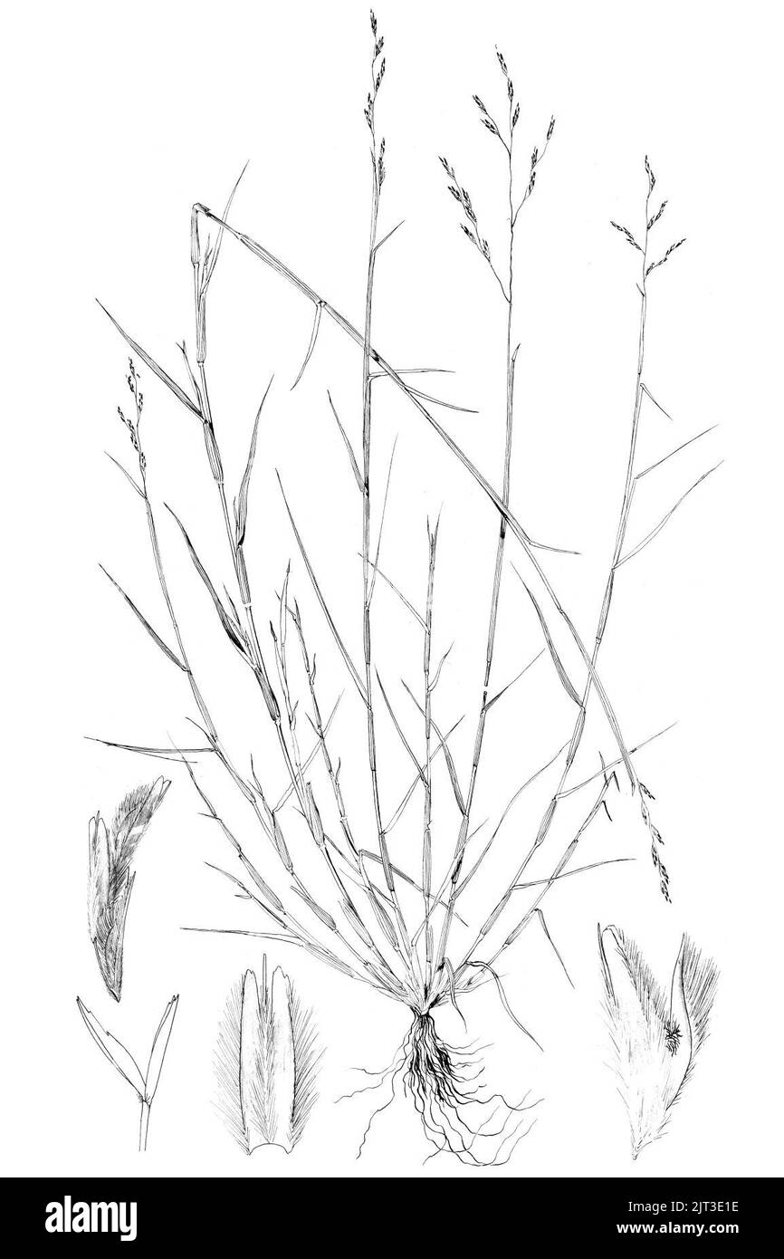 Triplasis purpurea LS-1899. Stockfoto