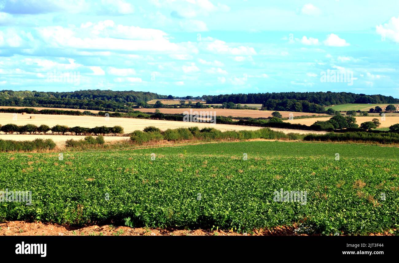 Landwirtschaftliche Landschaft, Nutzpflanzen, Landwirtschaft, August, NW Norfolk, England, Großbritannien Stockfoto