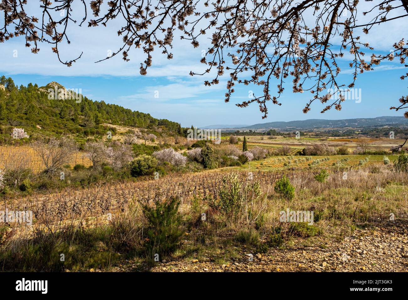 Blick auf das Weinland Corbiere in Südfrankreich, mit einigen blühenden Bäumen und ohne Menschen. Aufgenommen an einem sonnigen Wintertag Stockfoto