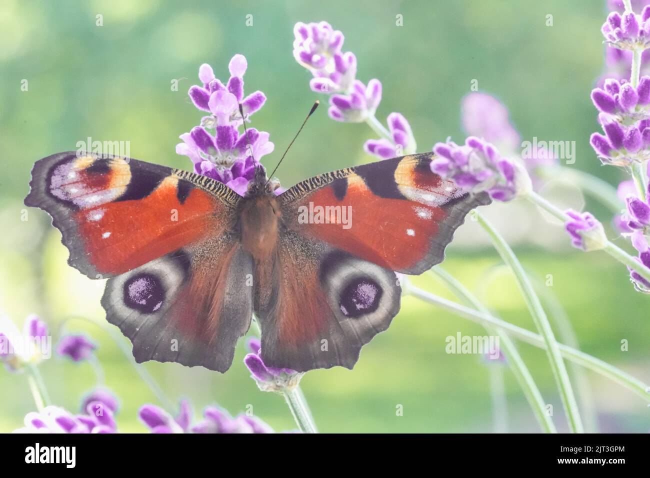 Der schöne Pfauenschmetterling auf einem Lavendel auf dem Feld, Makroansicht Stockfoto