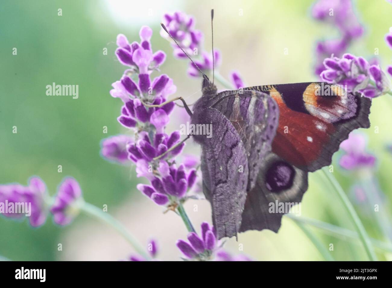 Der schöne Pfauenschmetterling auf einem Lavendel auf dem Feld, Makroansicht Stockfoto