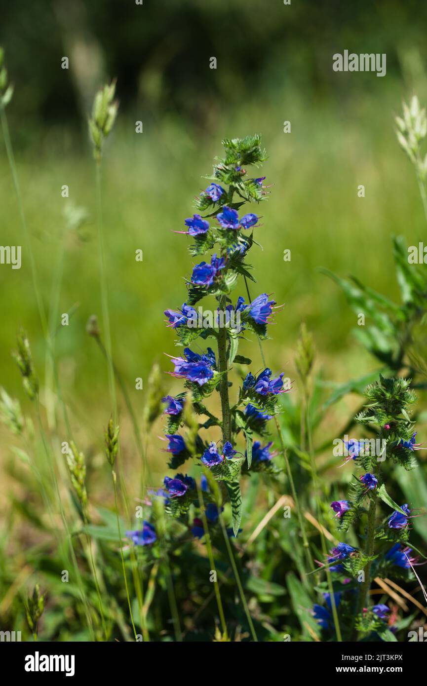 Die Blütenblüte der Blaublüten oder Viper blüht auf dem Feld, Nahaufnahme, vertikal Stockfoto