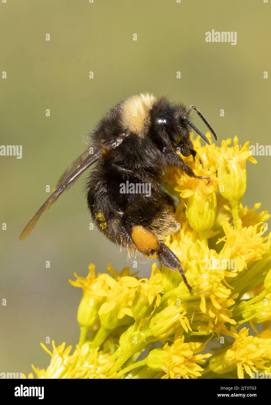 Westliche Bumble Bee (Bombus occidentalis) auf der Goldrud Flower, Mt. Hood, Oregon. Bedrohte Arten in den USA Stockfoto