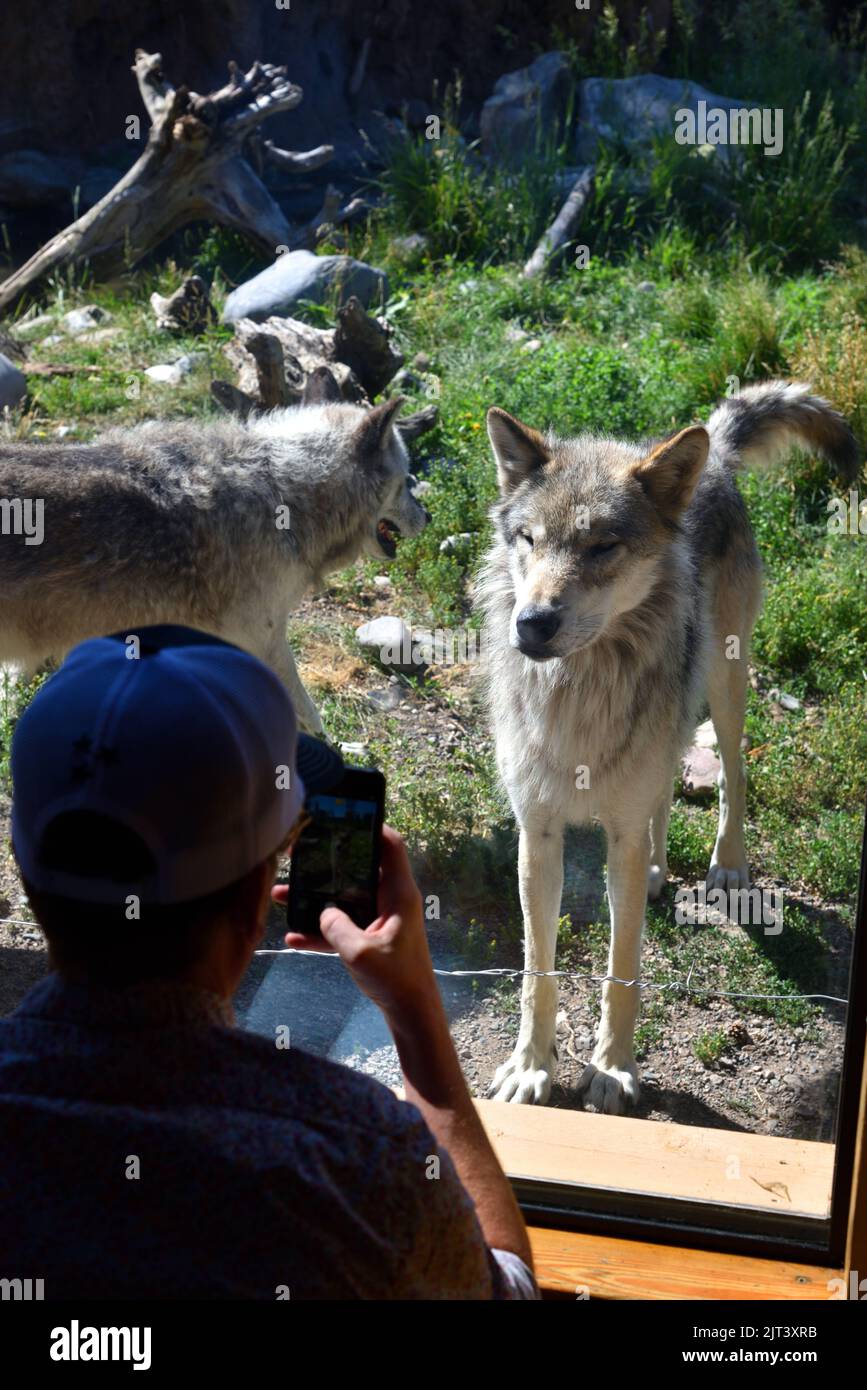 Gefangen Wolf und Tourist hinter Glas Stockfoto