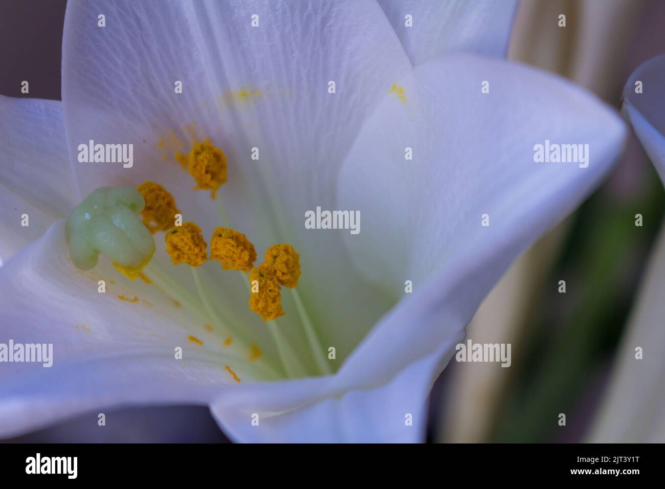 Nahaufnahme einer schönen weißen Blume mit gelben Stempeln und Staubgefäßen. Hochzeitsblume. Stockfoto