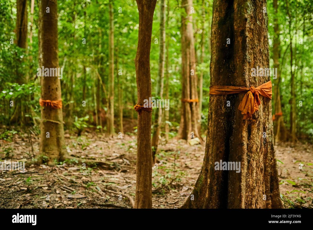 Hier wohnen Geister. Schoss einen Wald aus Bäumen mit orangefarbenem Stoff, der um ihre Stämme gebunden war. Stockfoto