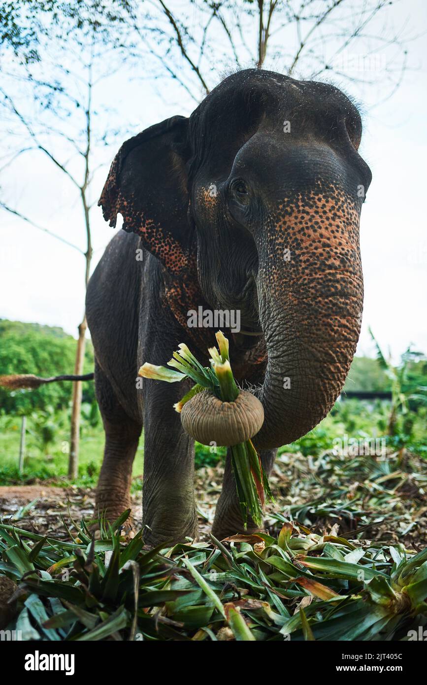 Fressen Sie Ihr Grün und Sie werden auch groß und stark werden. Ein asiatischer Elefant, der sich in seinem natürlichen Lebensraum von Laub ernährt. Stockfoto