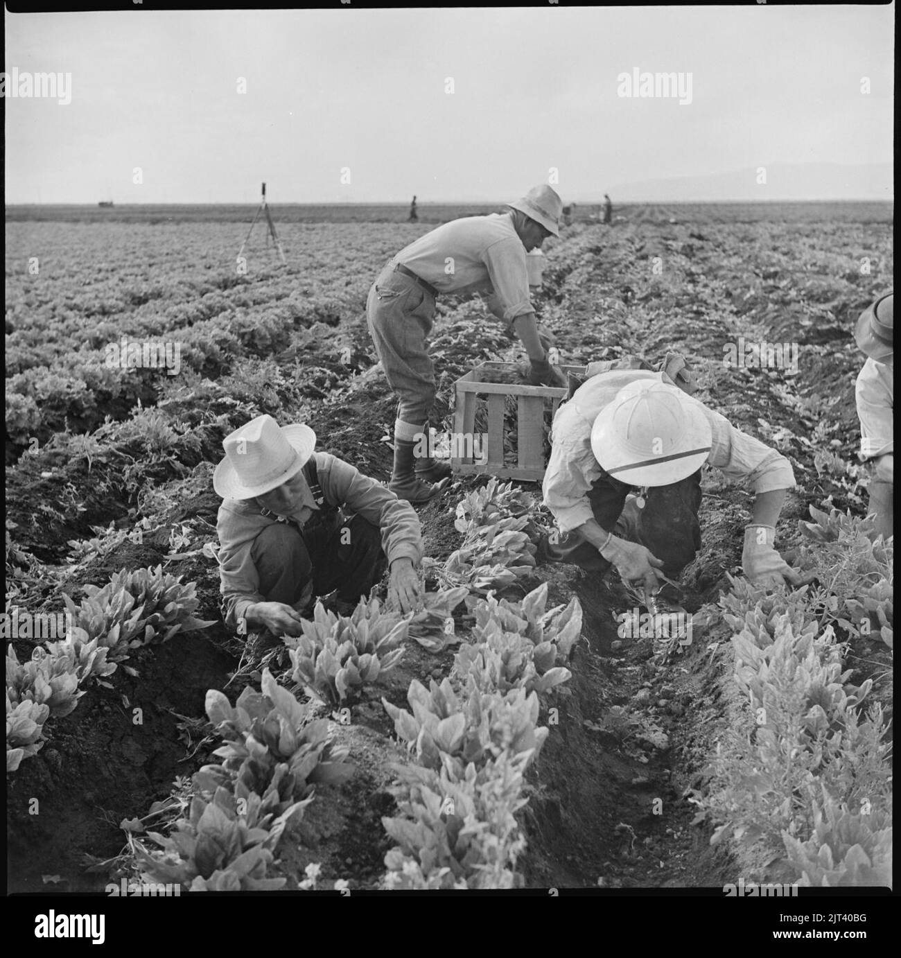 Tule Lake Relocation Center, Newell, Kalifornien. Ernte Spinat. Stockfoto