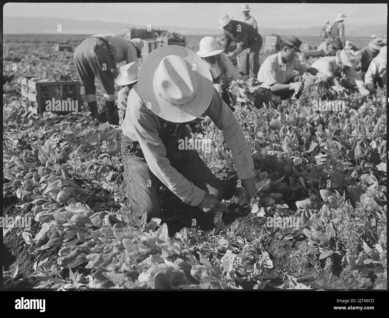 Tule Lake Relocation Center, Newell, Kalifornien. Ernte Spinat. Stockfoto