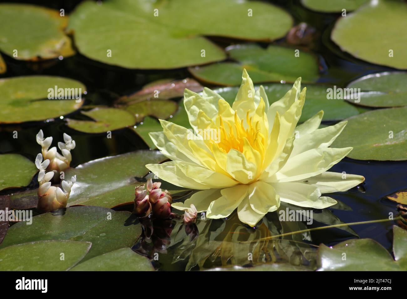 Blaue und gelbe seerose Fotos und Bildmaterial in hoher Auflösung Alamy