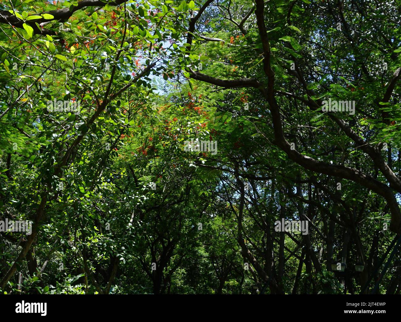 Verschiedene Farben der Blätter im Wald Stockfoto