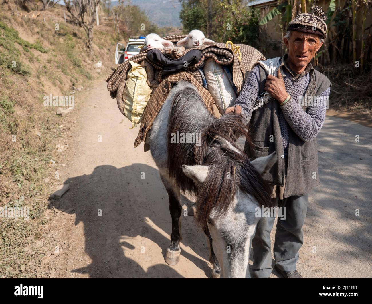 Manali Himachal Pradesh, Indien – 20. Februar 2014 : Mule oder Pony tragen ihr Gepäck mit ihrem alten Besitzer im indischen Hügellandgebiet. Stockfoto