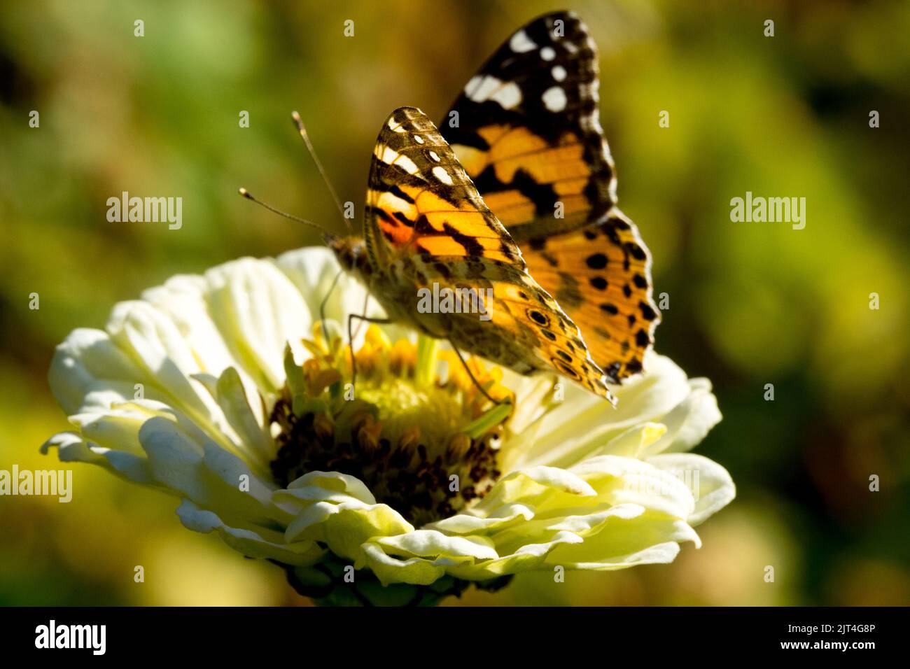 Schmetterling auf weißen Zinnia elegans gemalte Dame Schmetterling Vanessa cardui Schmetterling Fütterung Nektar aus Blume Stockfoto
