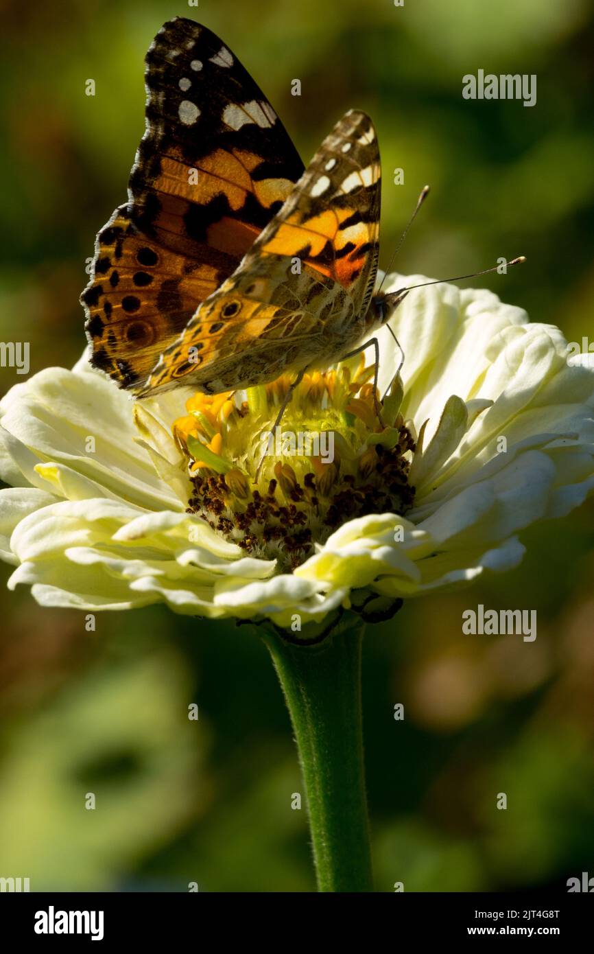 Insekten auf Blume Schmetterling bemalte Dame Schmetterling Vanessa cardui, Insekten auf Blume Zinnia Blume Vanessa bemalte Dame Schmetterling auf, Zinnia elegans Stockfoto
