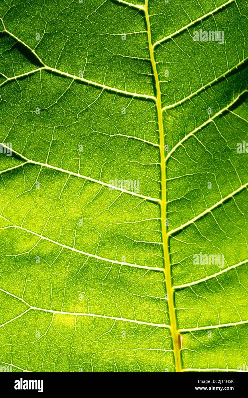 Hintergrundbeleuchtetes Blatt grün gelbes Muster, Adern verteilen Wasser und Nährstoffe, Blattadern Stockfoto