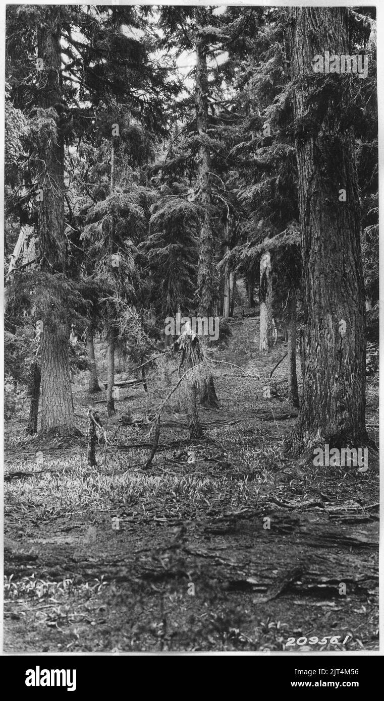 Typische Ansicht des handelsüblichen Bergsämmertyps am Holzkrater. Bäume im Bild erange von 12'' - 36'' im Durchmesser. Stockfoto