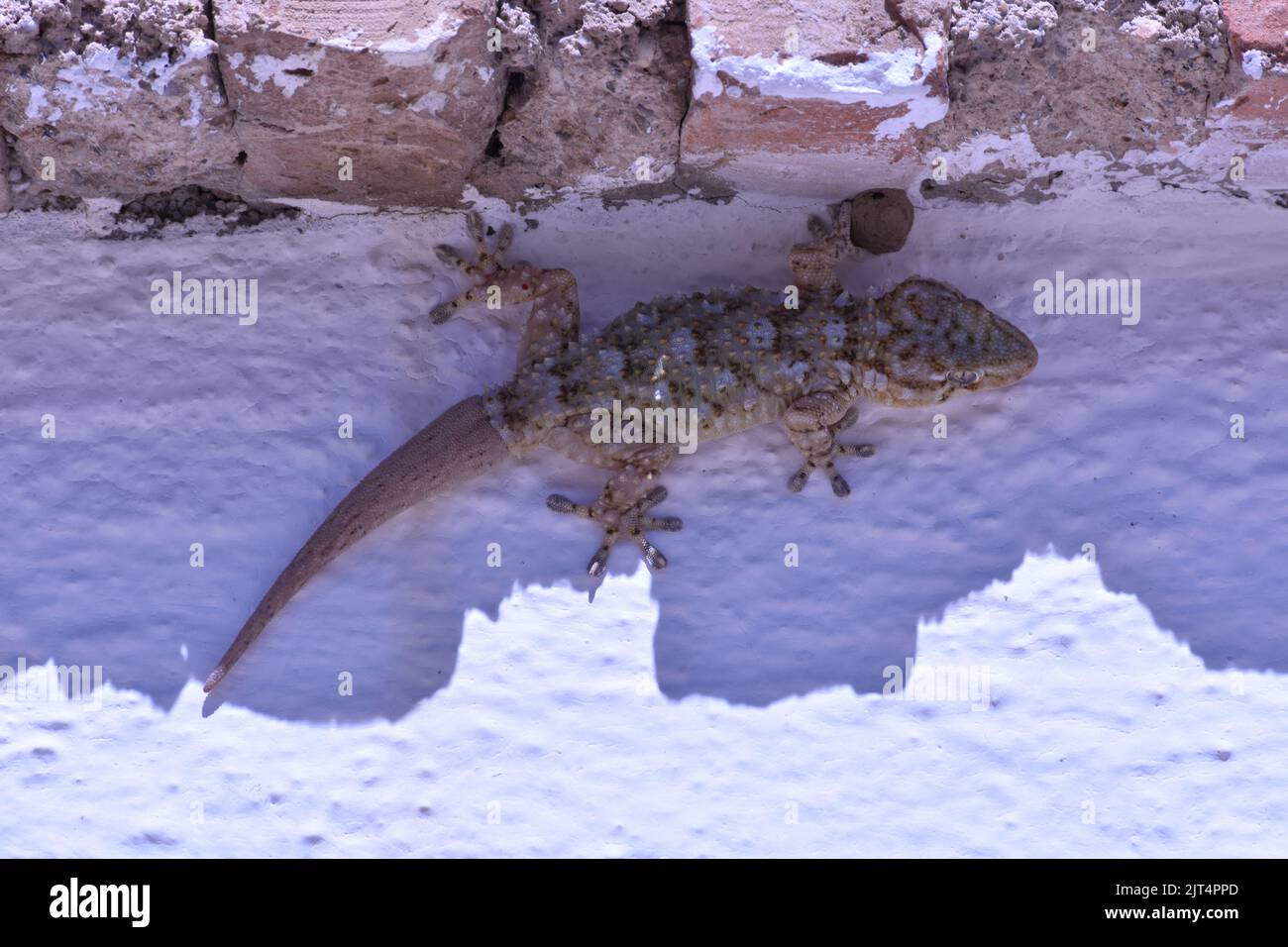 Gecko im Schatten schützt sich vor der Hitze der Sonne Stockfoto