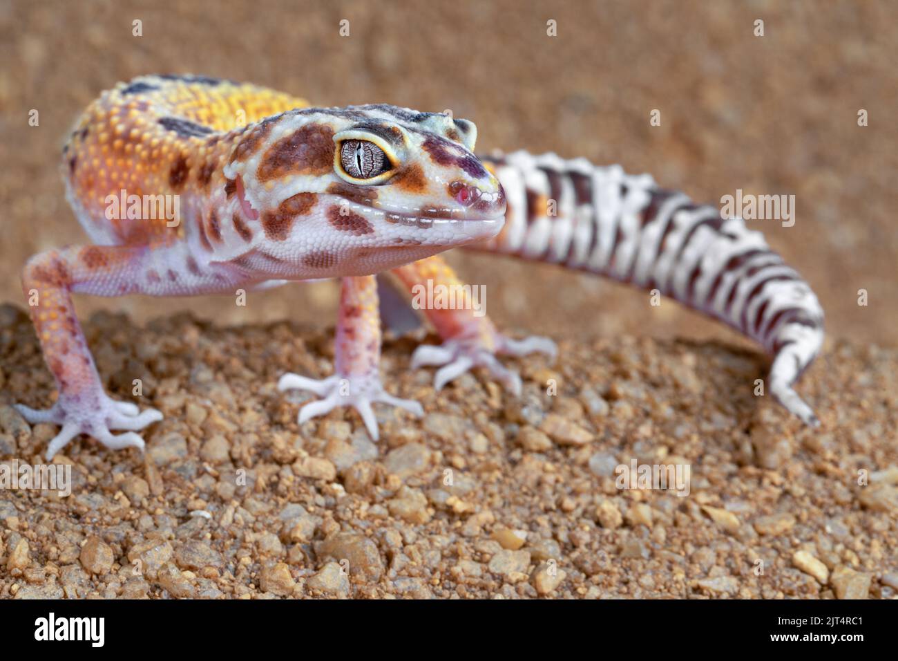 Leopardgecko Stockfoto