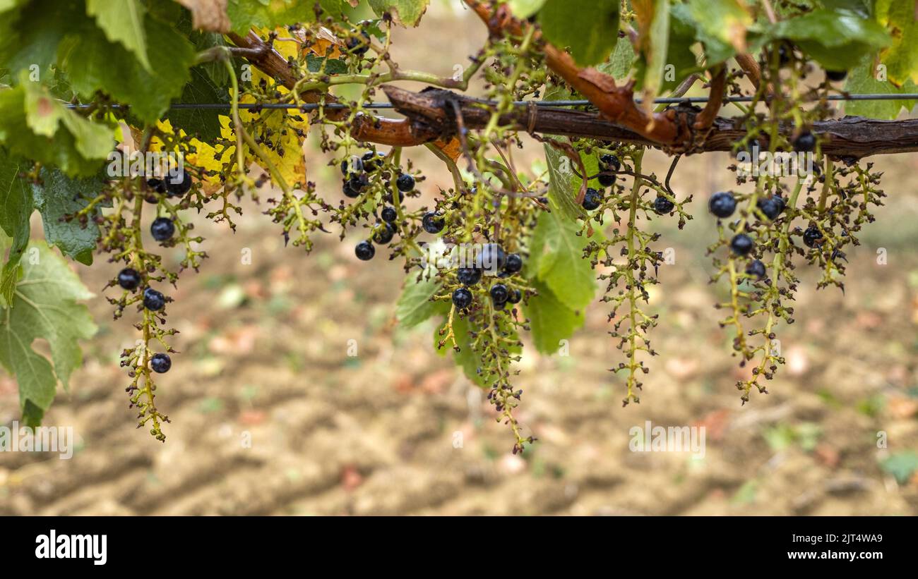 gefährdet Trauben merlot auf Gers Frankreich Stockfoto