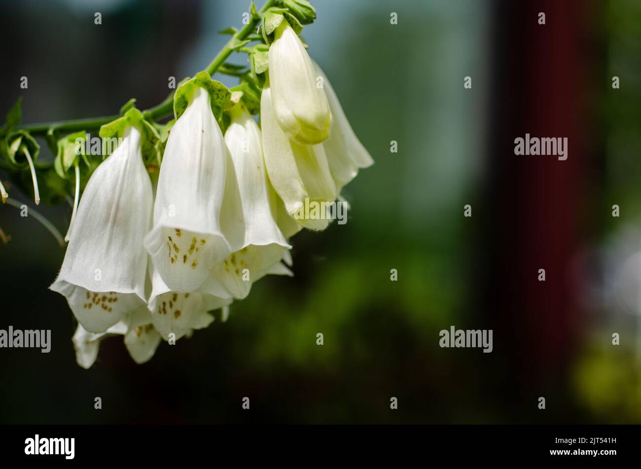 Hintergrund Für Farbenfrohe Blumen. Verschiedene Arten von bunten Blumen Hintergrund. Ein Blumengarten mit vielen Blumen. Ein schönes und frisches Naturfeld i Stockfoto