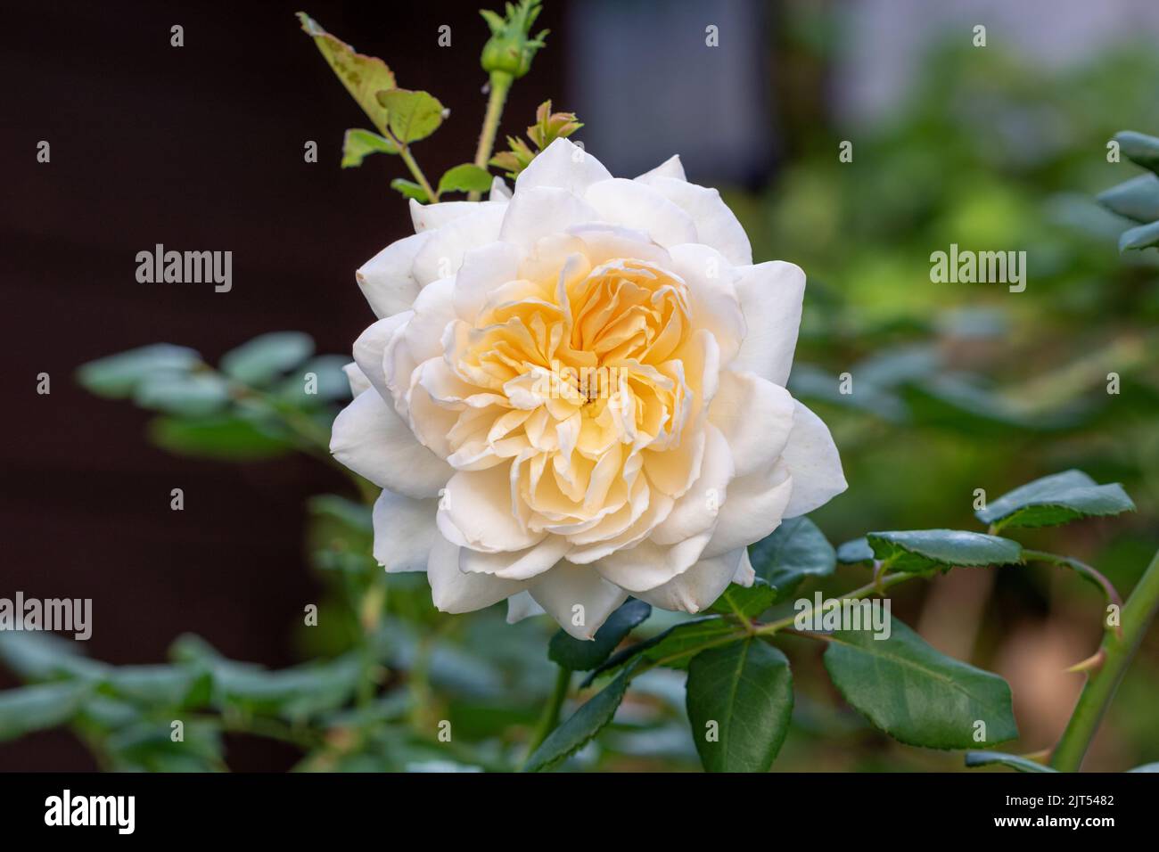 Cremeweiß englische Rose Emanuel Makro Stockfoto