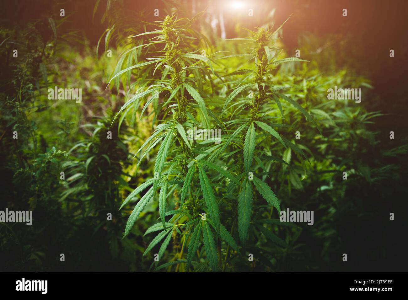 Nahaufnahme der Cannabisplantage. Büsche von Cannabis. Blätter von Betäubungsmitteln für die Herstellung von anasha Stockfoto