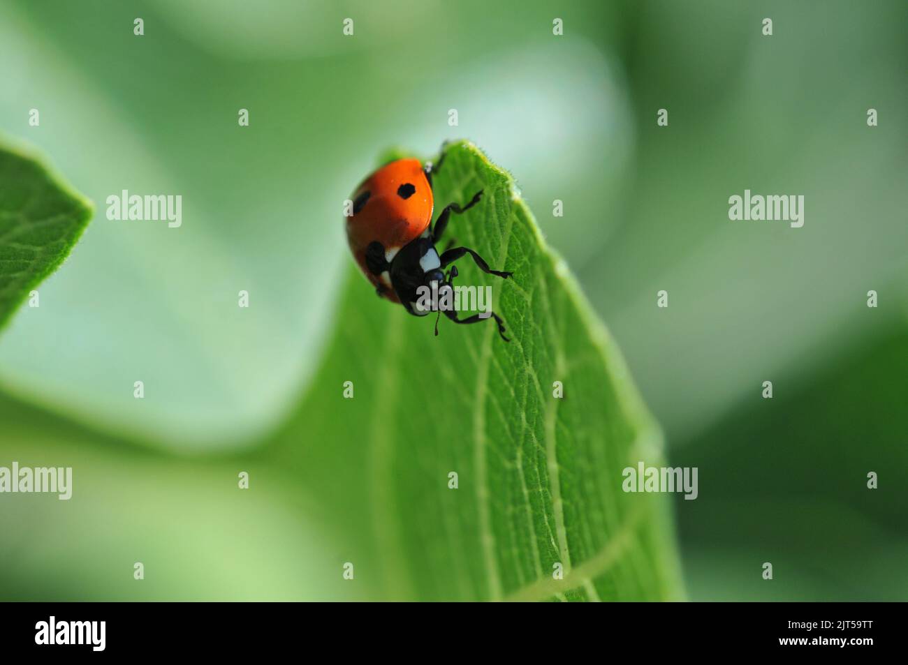 Makroaufnahme von Marienkäfer auf Fig Tree Leaf Stockfoto