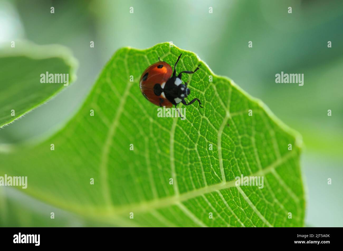 Makroaufnahme von Marienkäfer auf Fig Tree Leaf Stockfoto