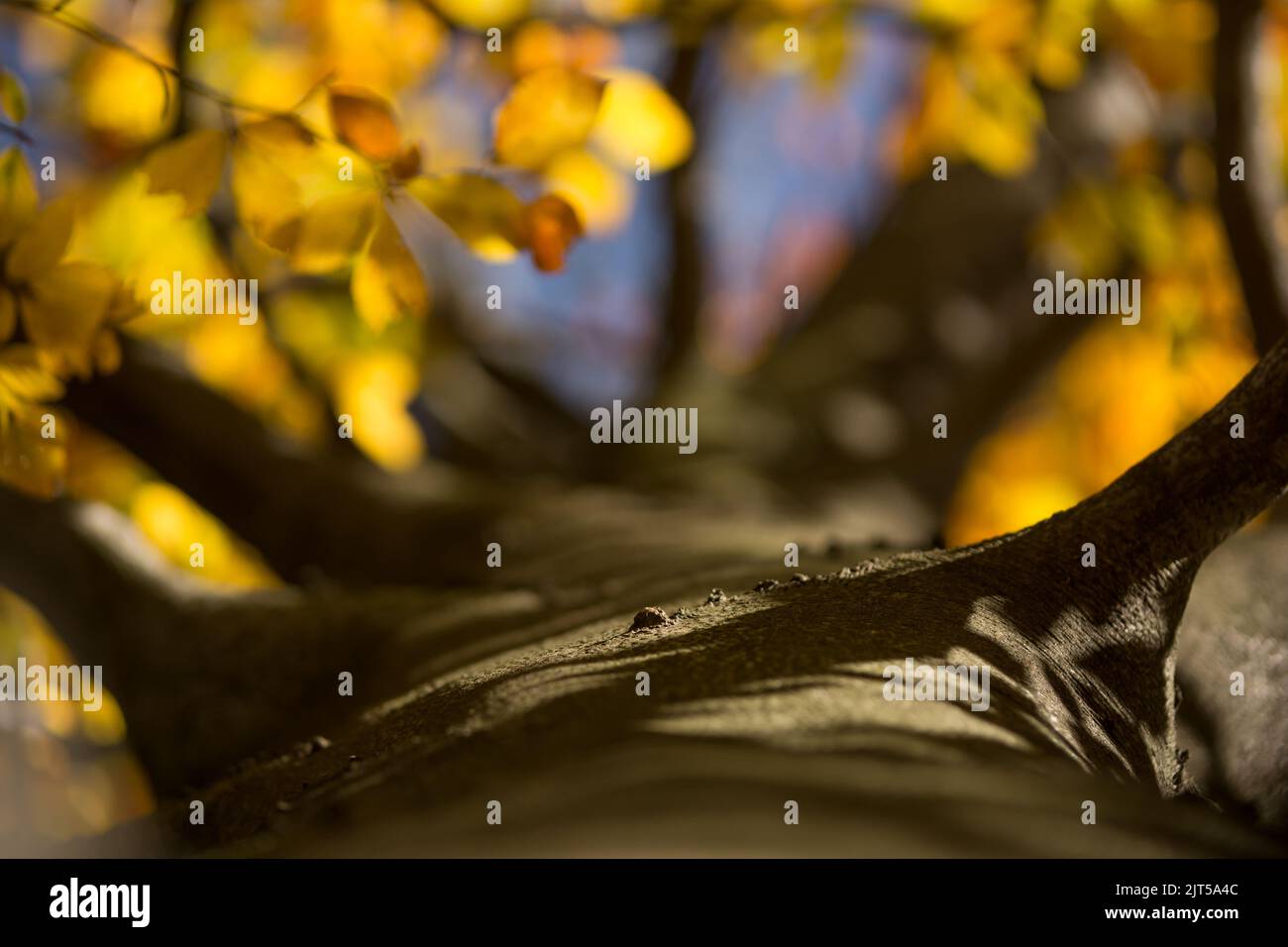 Herbstbuche, Stamm und verschwommener gelber Herbstlaub Hintergrund, natürlicher farbiger Hintergrund Stockfoto