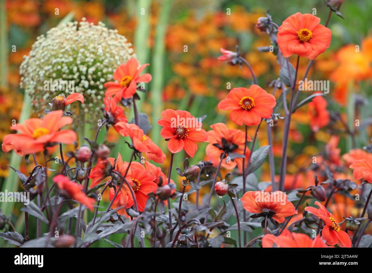 Dahlia 'Bishop of Oxford' in Blüte. Stockfoto