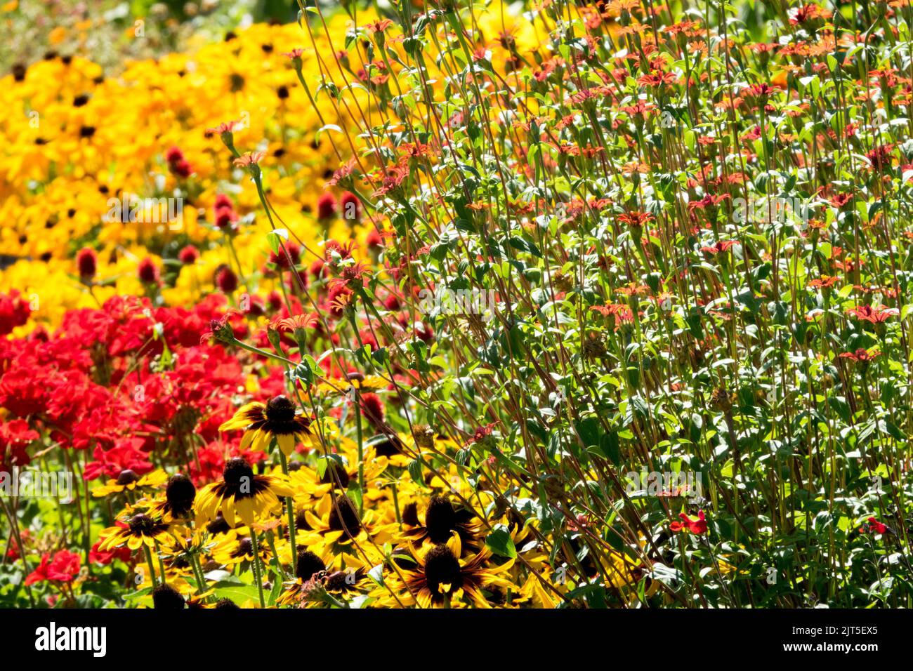 Rote krautige Pflanzen Rote Pelargonien Gelb Rudbeckias Rote peruanische Zinnia in einem Gartenbeet, August Stockfoto