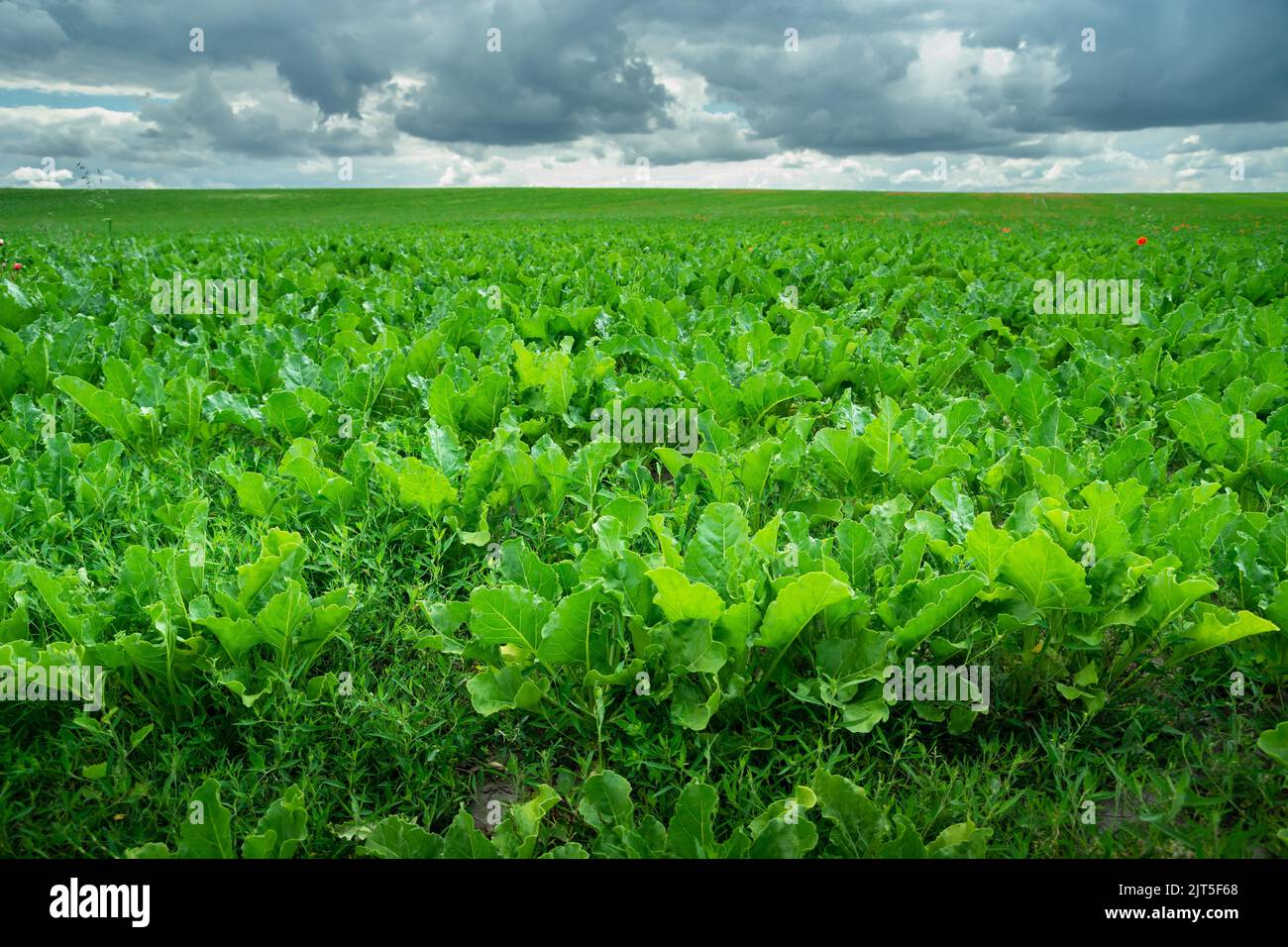 Riesiges grünes Feld von Futterrüben und bewölktem Himmel, Sommer ländliche Aussicht Stockfoto