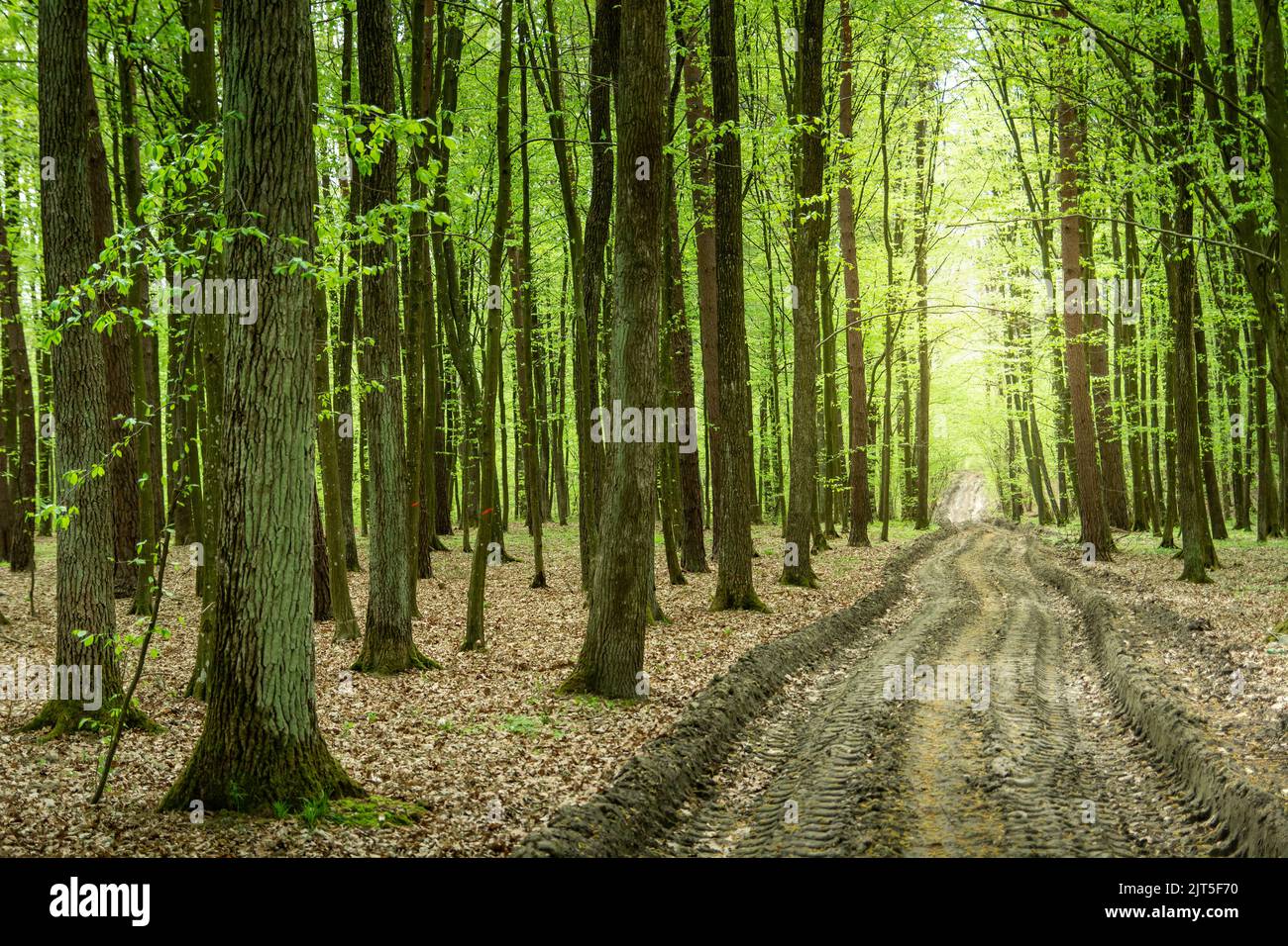 Unbefestigte Straße durch den grünen Wald, Blick auf den Frühling Stockfoto