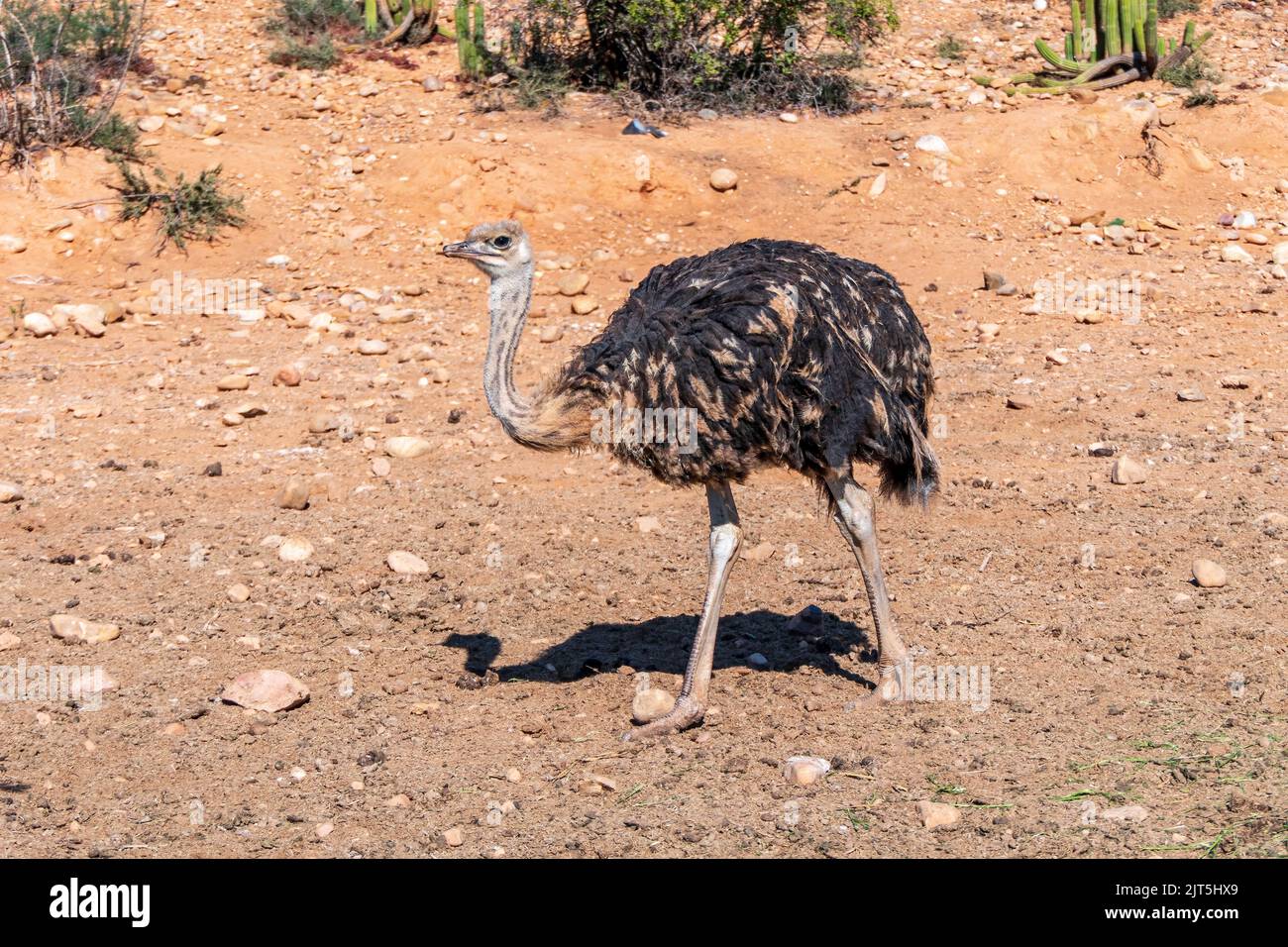 Afrikanischer Straußenwildvögel aus nächster Nähe. Südafrika Stockfoto