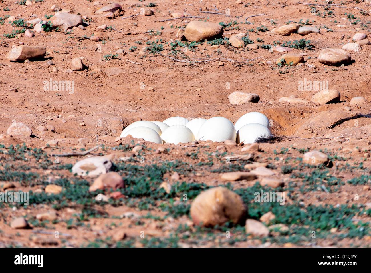 Große Straußeneier aus der Nähe liegen auf der Erdoberfläche in einem niedrigen Sandnest. Südafrika Stockfoto
