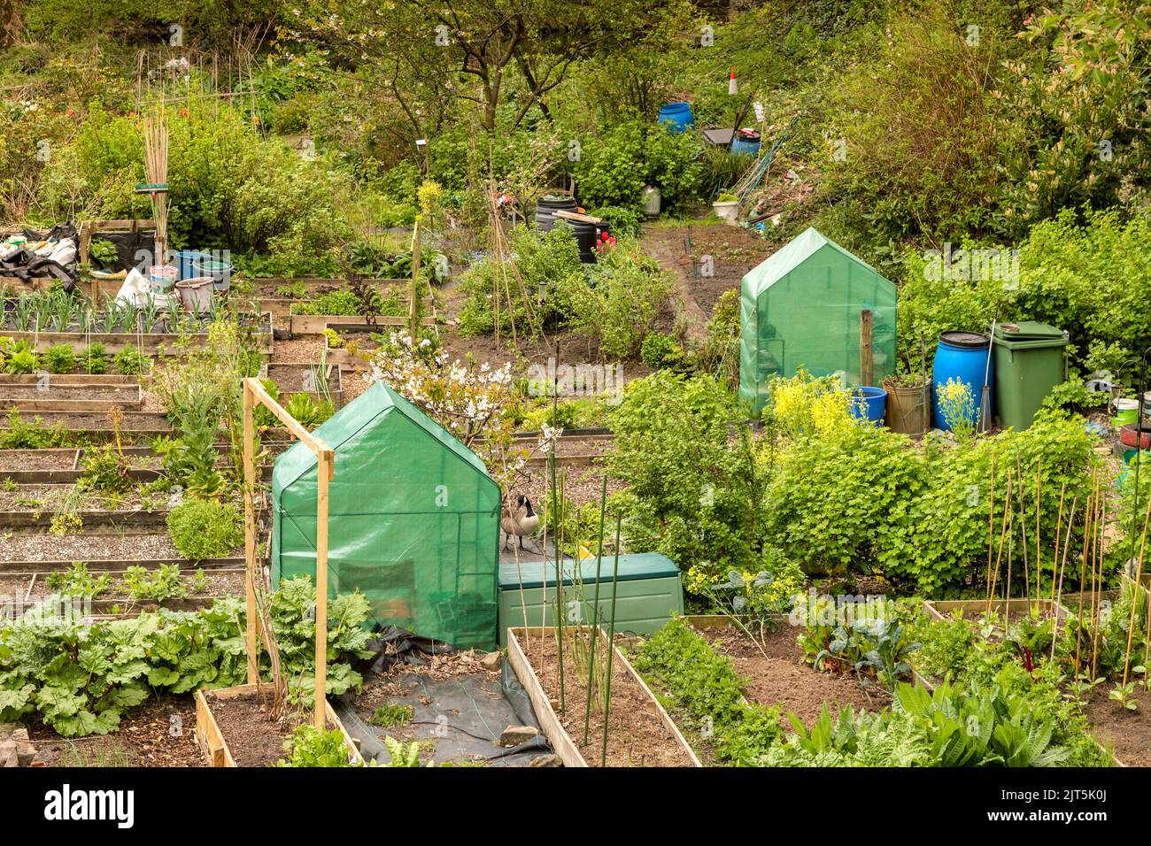 27. April 2022: Hebden Bridge, UK - Zuteilungen an der Hebden Bridge an einem Frühlingstag, mit einer Auswahl an Kulturen. Stockfoto