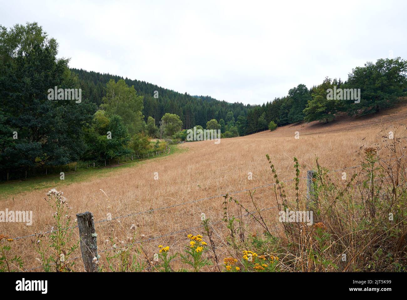 Ländlicher Weg und Stacheldrahtzaun gegen verbrannte Wiesen in den Ardennen Stockfoto