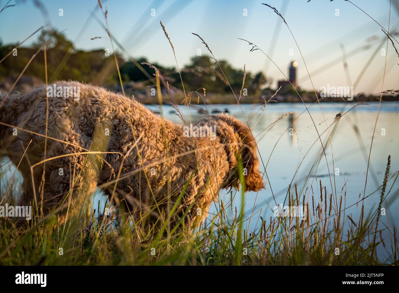 goldener Hund am Strand von bornholm dänemark mit Leuchtturm Stockfoto