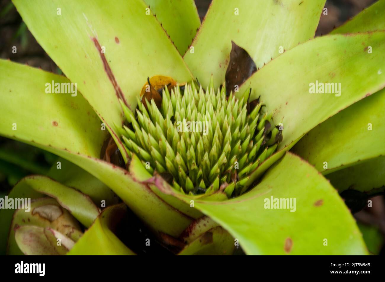 Bromeliad, Tropical Spice Garden, Penang, Malaysia, Asien. Penangs Potenzial als Gewürzinsel wurde sehr bald nach seiner Entdeckung durch die B erkannt Stockfoto