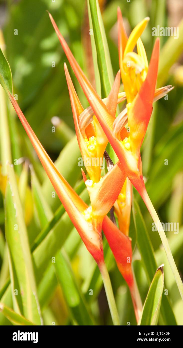 Birds of Paradise, George Town, Penang, Malaysia, Asien Stockfoto