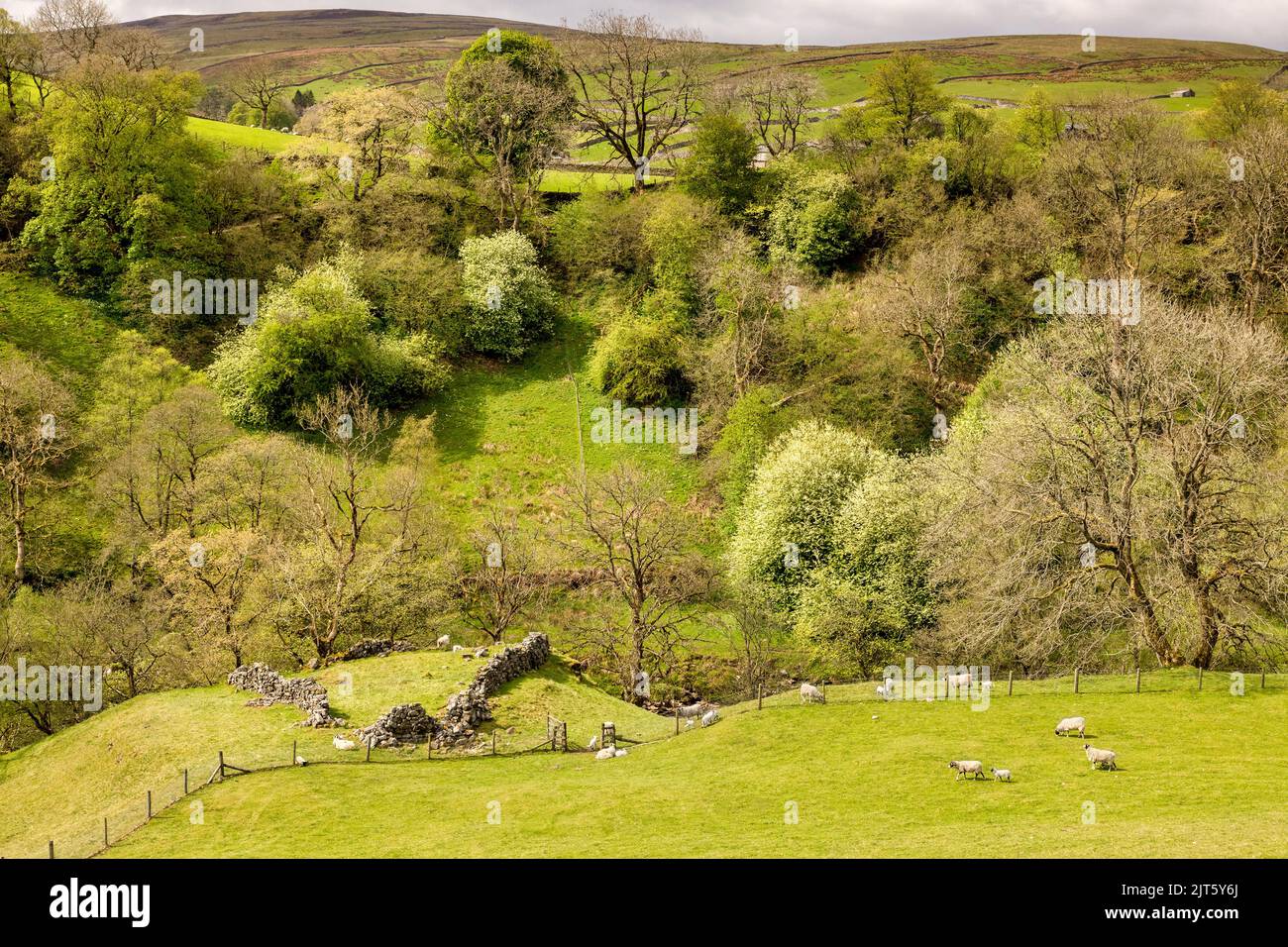 Schafe weiden in einem bewaldeten Gebiet von Swaledale, Yorkshire Dales National Park, North Yorkshire, Großbritannien Stockfoto