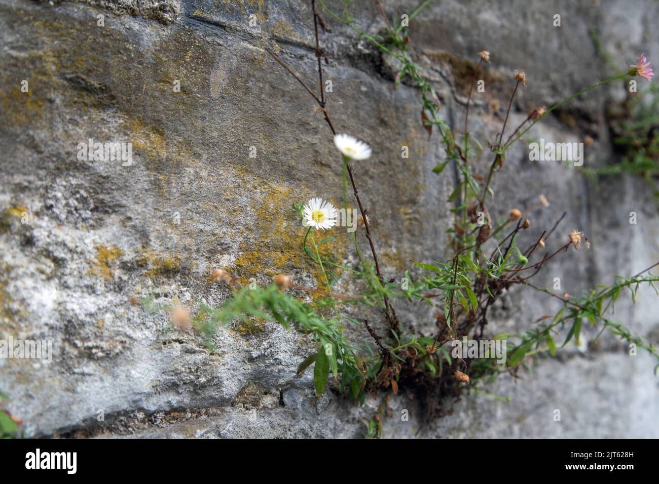 Nahaufnahme einer wilden Gänseblümchen, die in einem Riss in einer Wand wächst Stockfoto