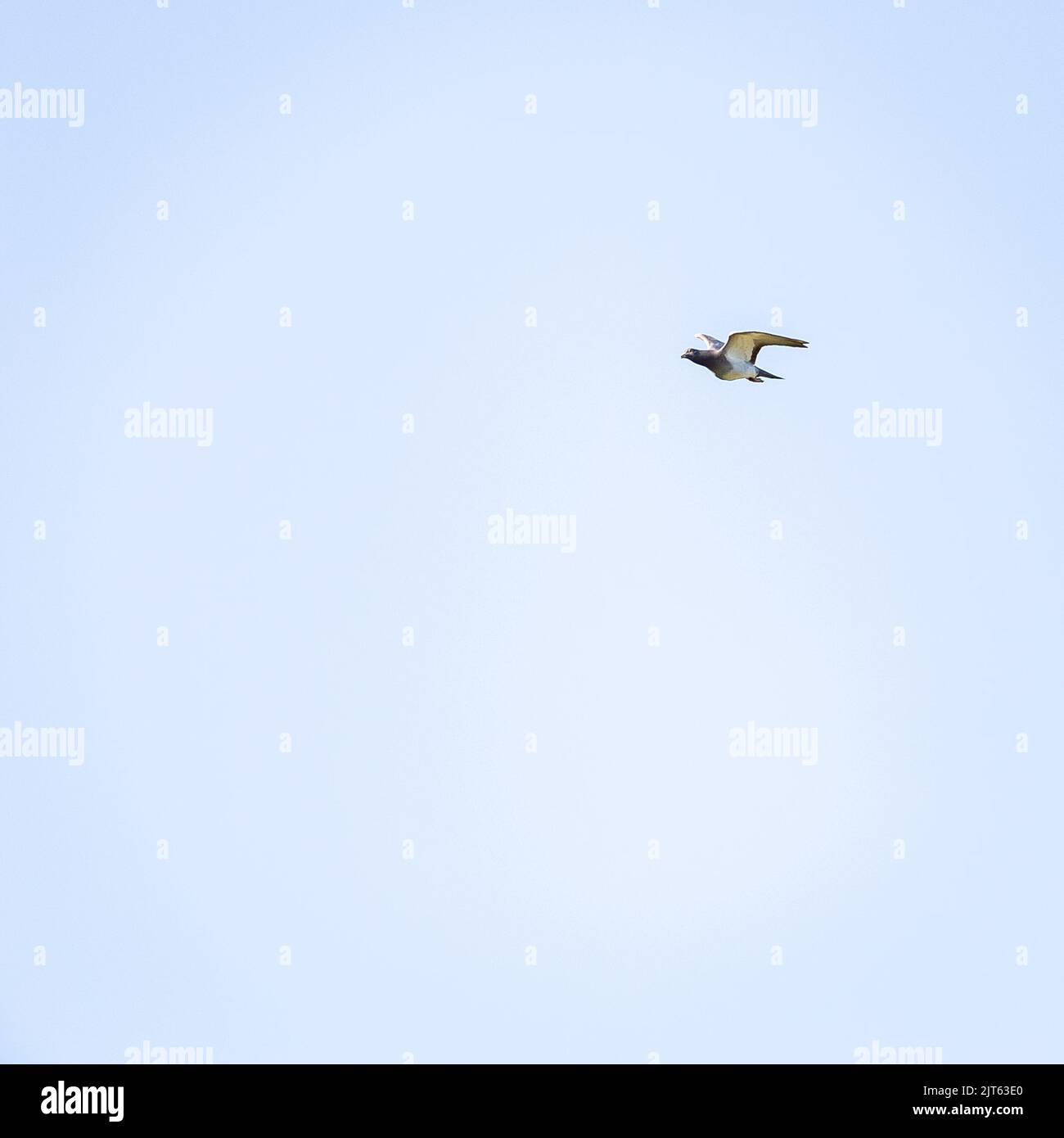 Eine wunderschöne Aufnahme einer homing Taube, die auf einem blauen Himmel in hellem Sonnenlicht fliegt Stockfoto Eine wunderschöne Aufnahme einer homing Taube, die auf einem blauen Himmel in hellem Sonnenlicht fliegt Stockfoto