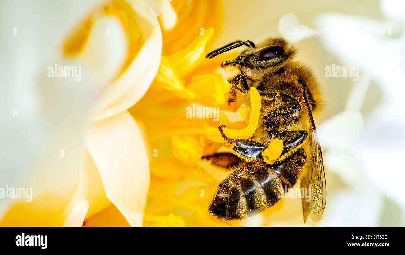 Eine Makroaufnahme mit Fokus auf die karniolanische Honigbiene, die Nektar aus einer gelben Blume mit unscharfem Hintergrund sammelt Stockfoto